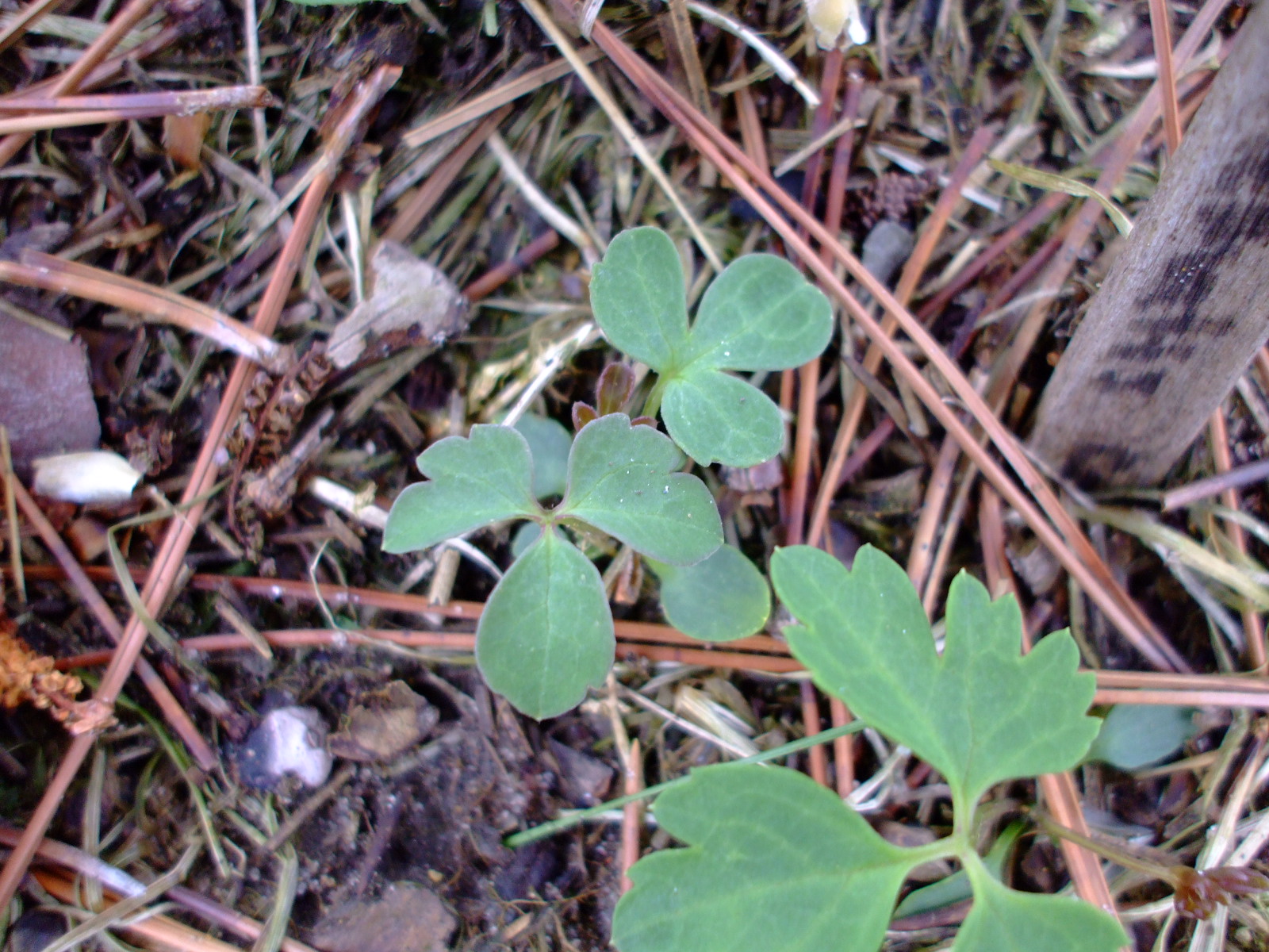 Clematis columbiana
